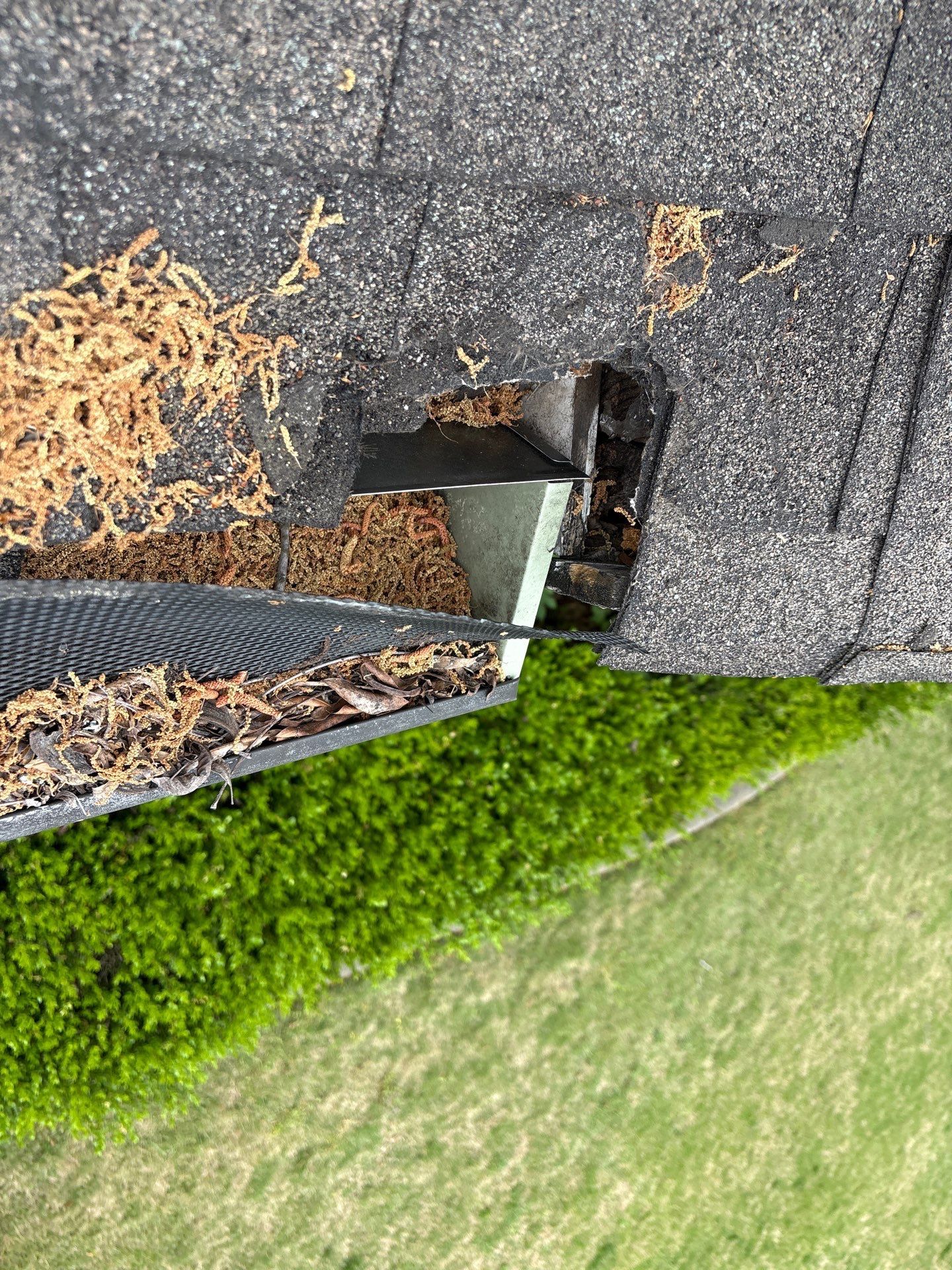 Close-up view of a cut shingle exposing metal flashing near the gutter line before repair.